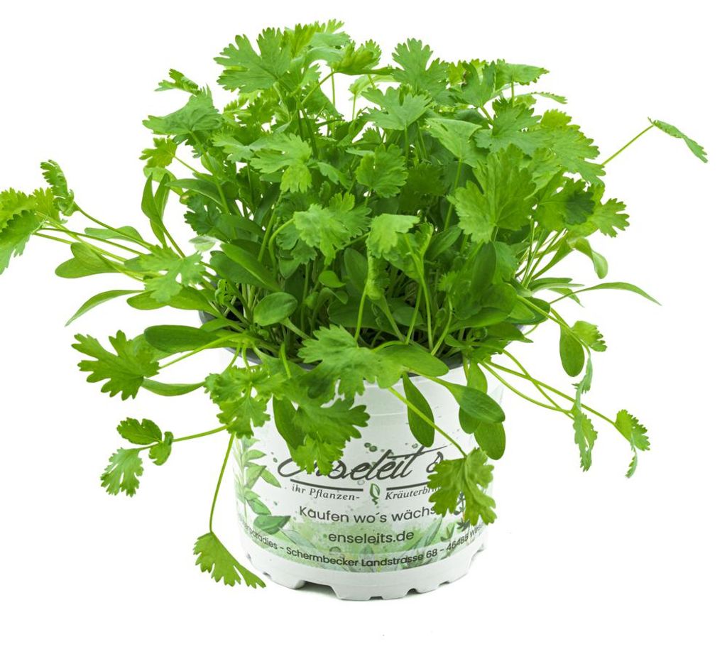 Enseleits Koriander Coriandrum sativum, 1 Marktfrische Produktbild 