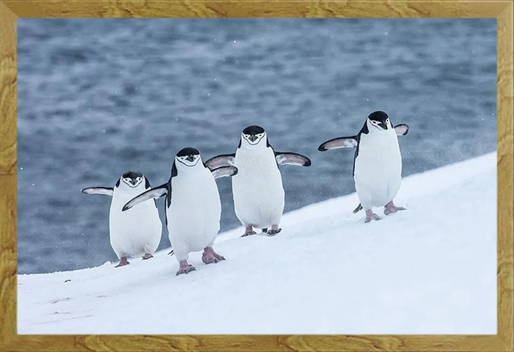 Cornice Shinsuke Maxi Rovere con Poster Sea Life Pinguini - Alta Resa