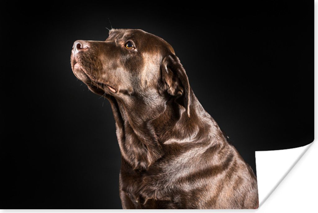 MuchoWow Poster Hund - Braun - Porträt 120x80 cm - Bilder