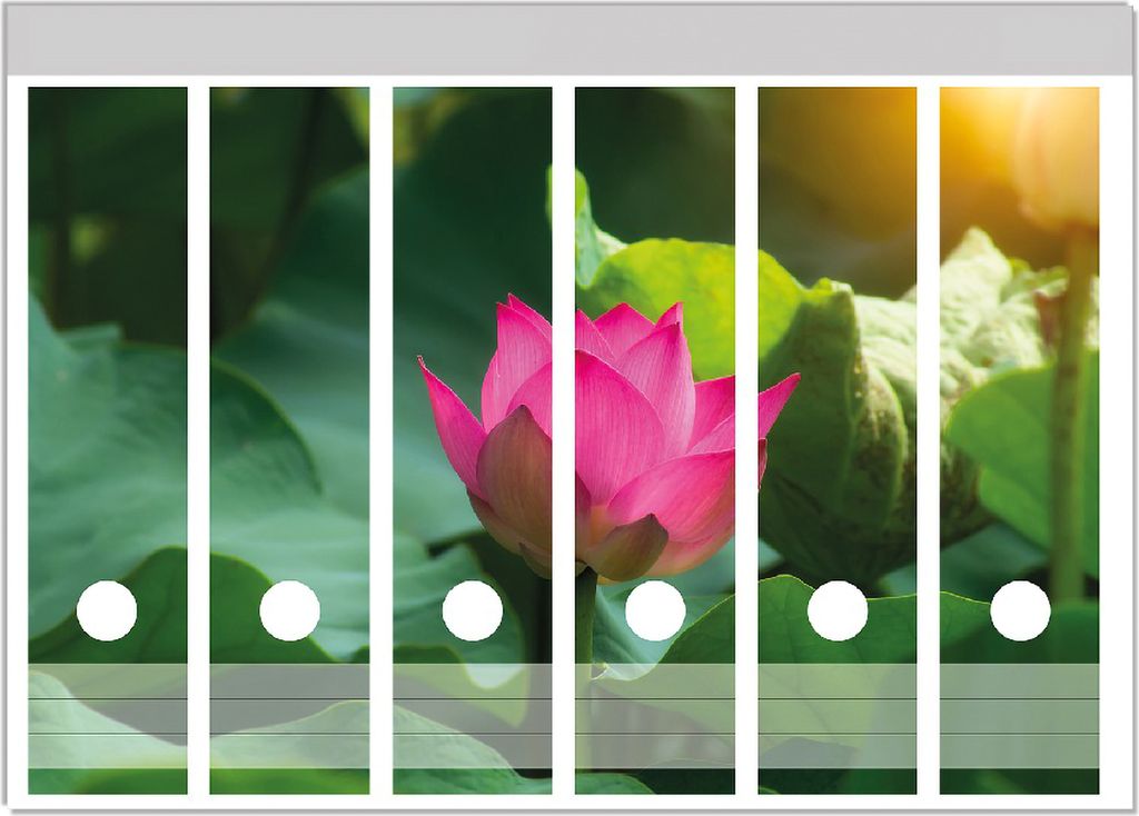 Wallario Ordnerrücken Sticker, selbstklebend für breite Ordner, 6 Stück, Motiv Pinke Lotosblüte im Sonnenschein