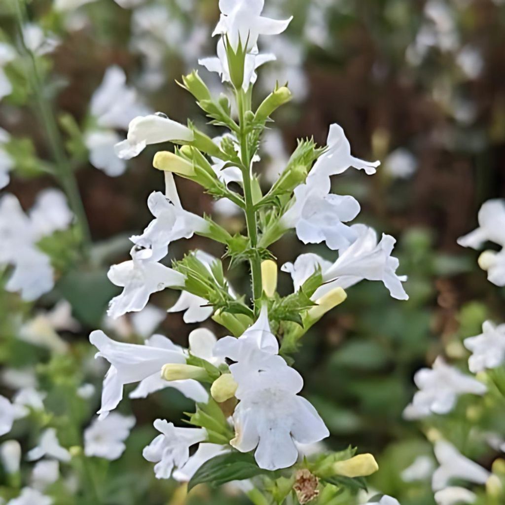 6 x Kleinblütige Bergminze - Calamintha nepeta 'Marvelette White' | Topf 9cm x 9cm