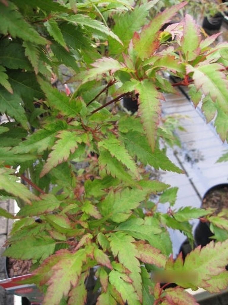 Japanischer Fächerahorn Beni Hagoromo - Ahorn palmatum 80-100