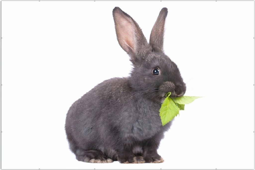 Wallario Wandbild Süßes Kaninchen mit Grünzeug beim Futtern, Größe: 61 x 91,5 cm, Poster mit rahmenlosen Bildhalter