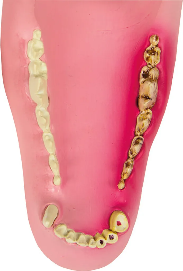 Modèle de dentition canine pour formation et démonstration de soins pro - 3