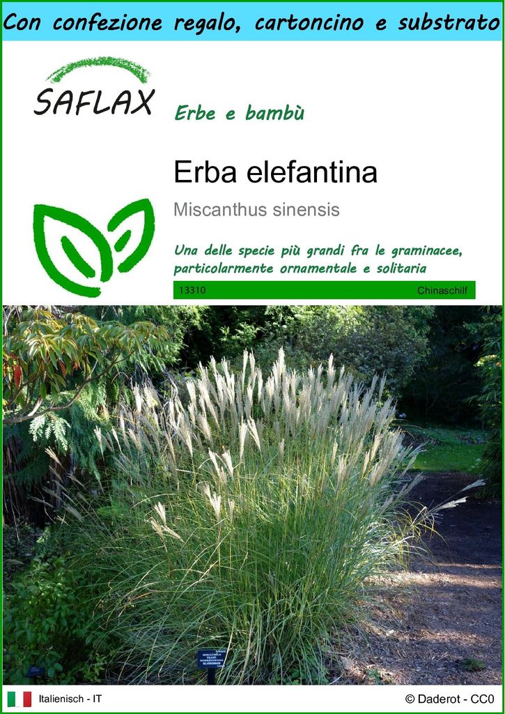 SAFLAX Set regalo - Erba elefantina - 200 semi - Miscanthus Immagine del prodotto 
