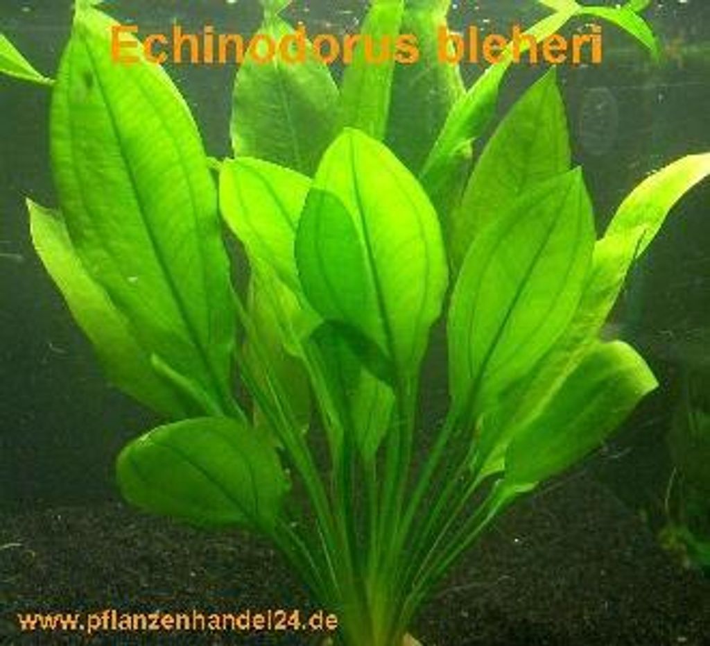 10 x Echinodorus Bleheri, Wasserpflanze, barschfest