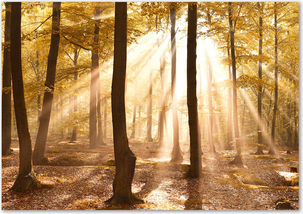 Tulup Glas-Bild - 100 x 70 - Wandbild aus Glas - Wandkunst - Wandbild hinter gehärtetem Sicherheitsglas - Landschaften - Herbstwald - Braun