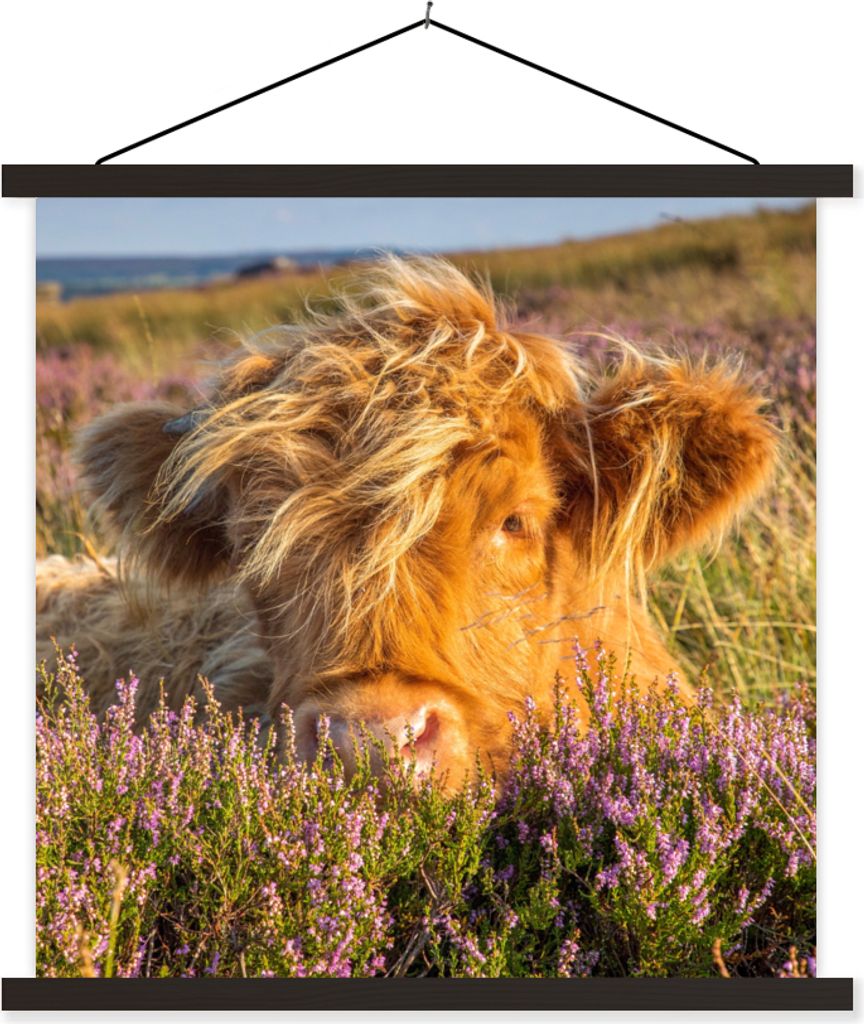 MuchoWow Textilposter Schottische Hochlandrind - Heide - Gras - Tiere 60x60 cm mit schwarzem Rahmen - Posteraufhänger