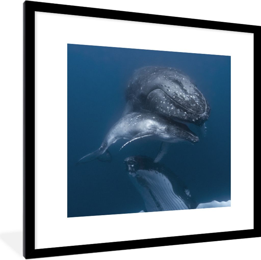 MuchoWow Gerahmtes Poster Wale - Meer - Familie 40x40 cm - Poster mit Schwarzem Bilderrahmen Wandposter Rahmen Foto Bilder - Poster - Plakat im R...