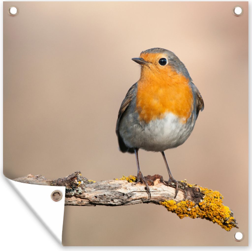 MuchoWow 50x50 cm Outdoor-Poster Gartendeko Sichtschutz Garten Poster für den Garten Rotkehlchen - Vogel - Zweig - Tiere