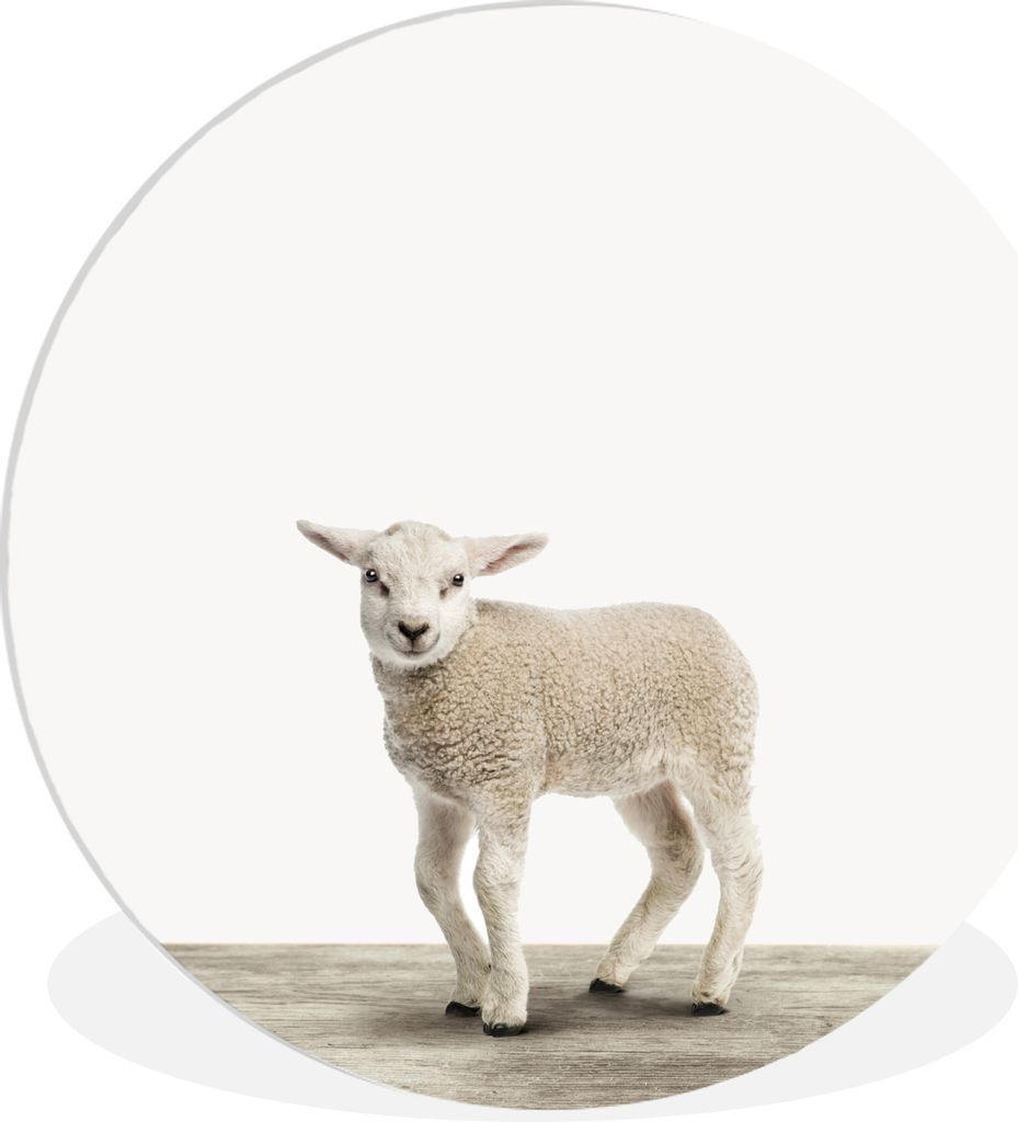 MuchoWow Rundes Wandbild - Runde Bilder Lamm - Schaf - Tiere - Kinder - Mädchen - Jungen Ø 60 cm Kreis Wanddekoration Kunststoff - Wandkreis - ...