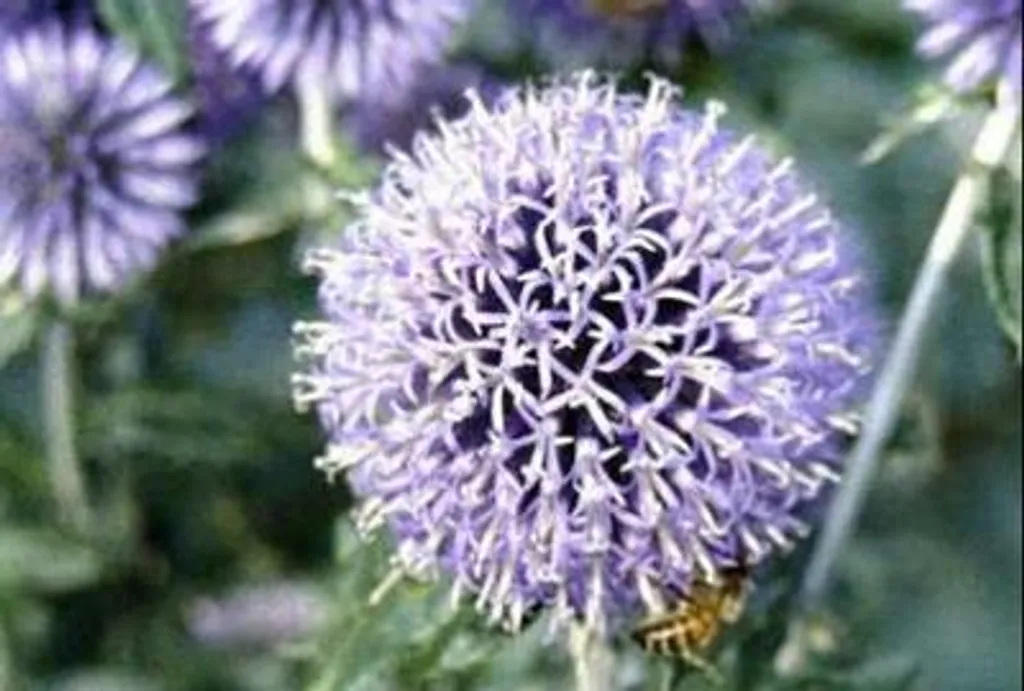 Plante vivace Echinops ritro - Lot de 6 chardons bleus déco en godets