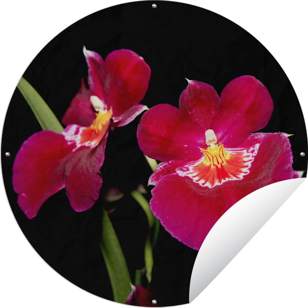 MuchoWow Gartenposter Outdoor-Poster Rund Rote Orchideen vor schwarzem Hintergrund Ø 120 cm Gartendeko Rundes Poster draußen
