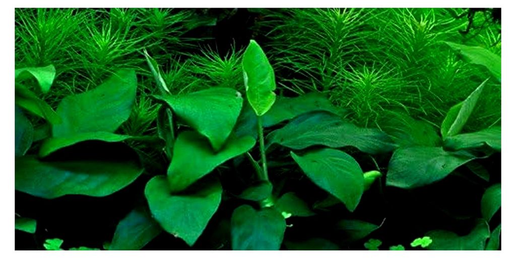 Aquarium Pflanze Anubias barteri Nana - In-Vitro