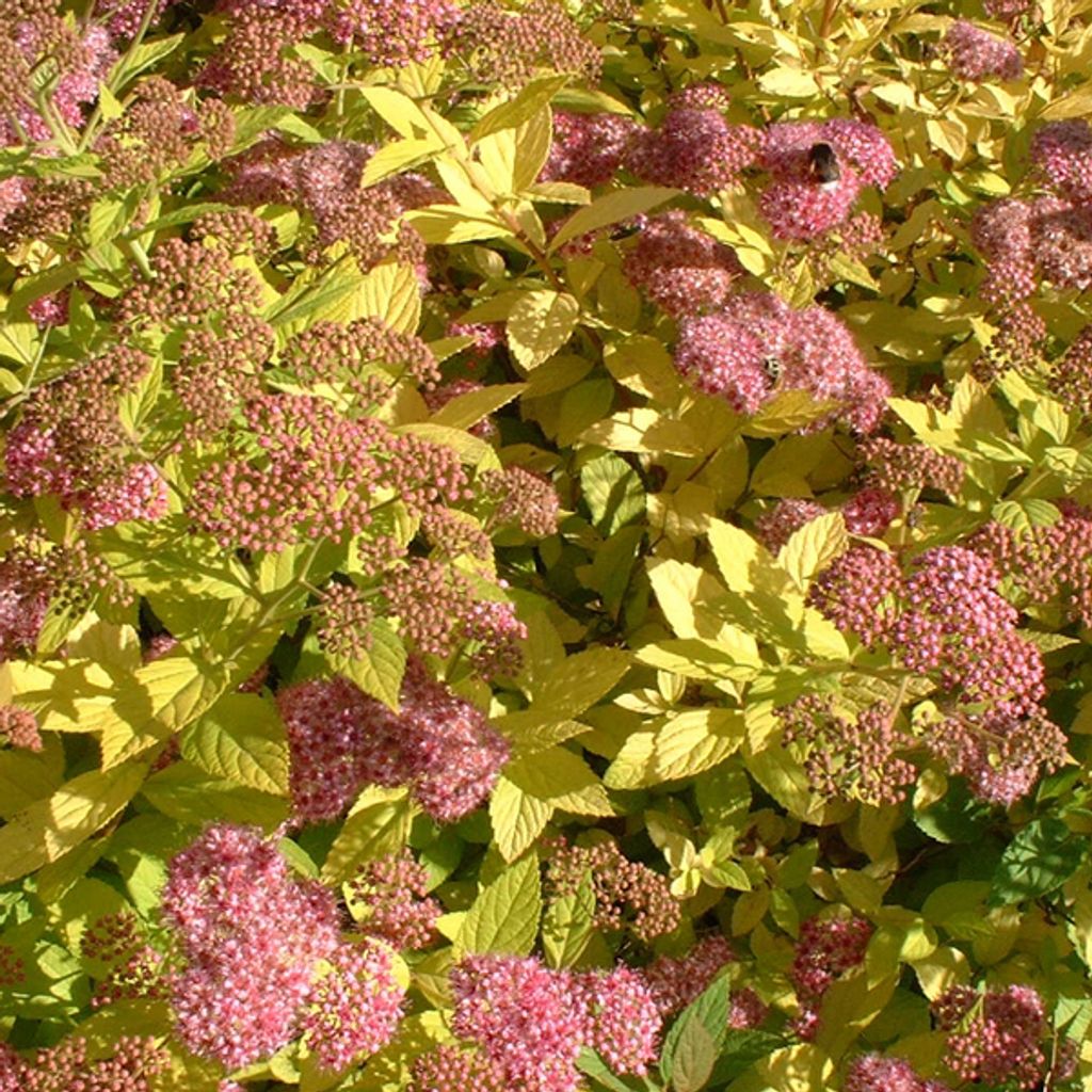 Sommerspiere  - Spiraea japonica 'Goldflame'  | 40-50 cm in Produktbild 