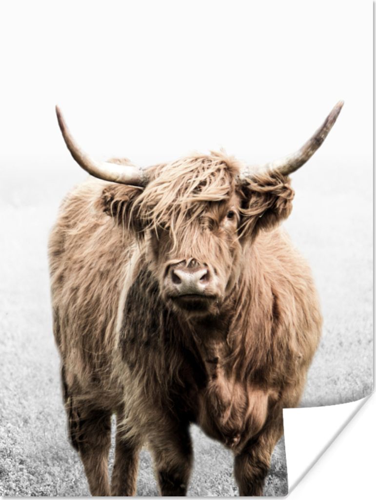 MuchoWow Poster Schottischer Highlander - Tiere - Hörner 120x160 cm - Wandbilder
