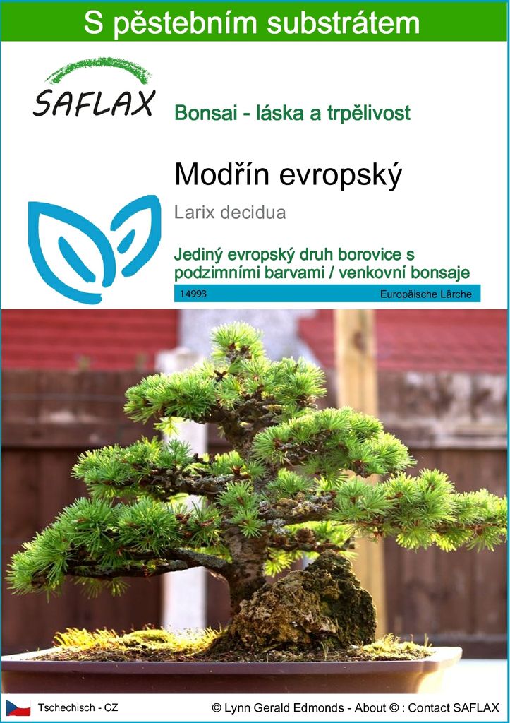 SAFLAX - modřín evropský - Larix decidua - 75 Semena - S Obrázek produktu 