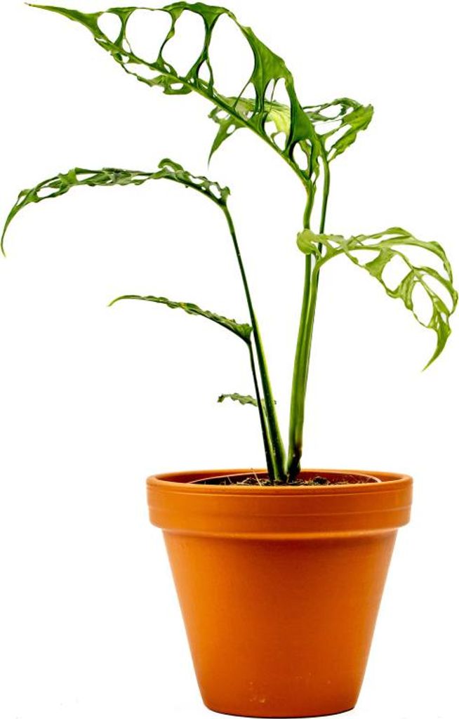 Gardners Monstera obliqua Peru, průměr 12 cm Obrázek produktu 
