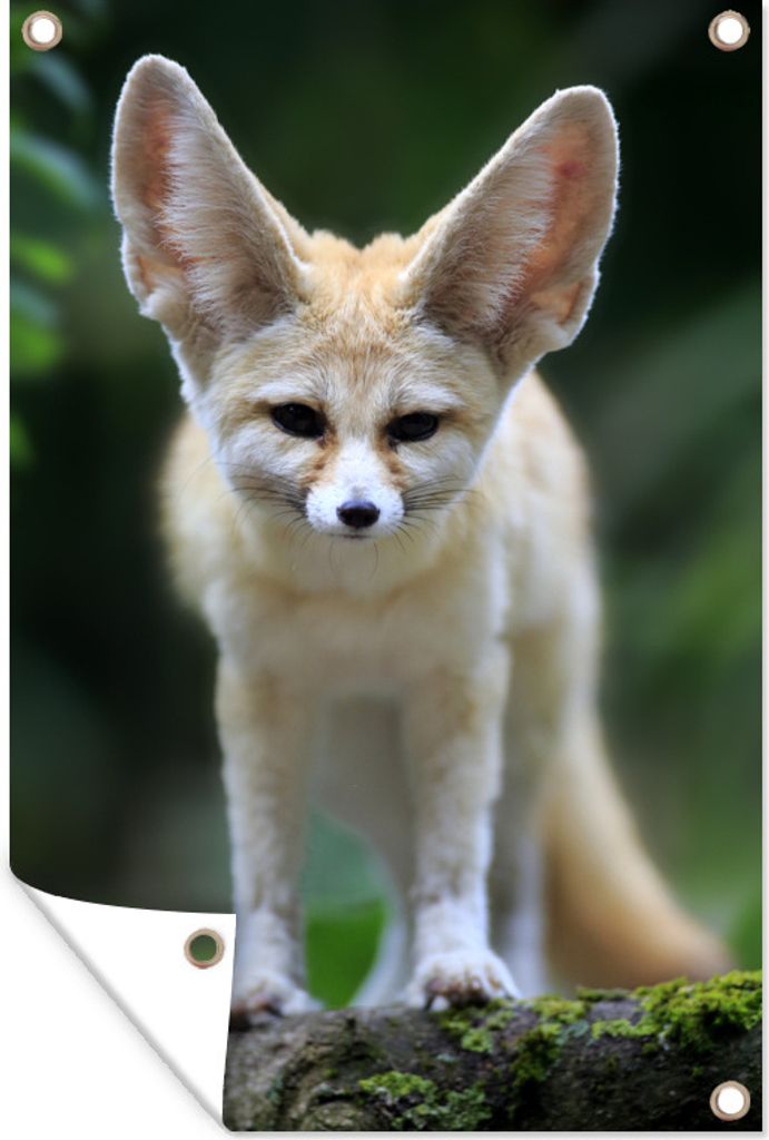 MuchoWow 40x60 cm Outdoor-Poster Gartendeko Sichtschutz Garten Poster für den Garten Fuchs - Wald - Natur