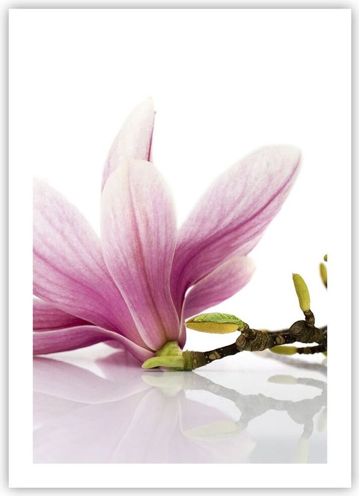 Poster - Poster ohne Rahmen - Magnolie blume natur pflanze - 50x70 cm - Wand Bild - Wanddeko - Wandbilder - Kunstposter - Wandposter - Bilder - Kun...