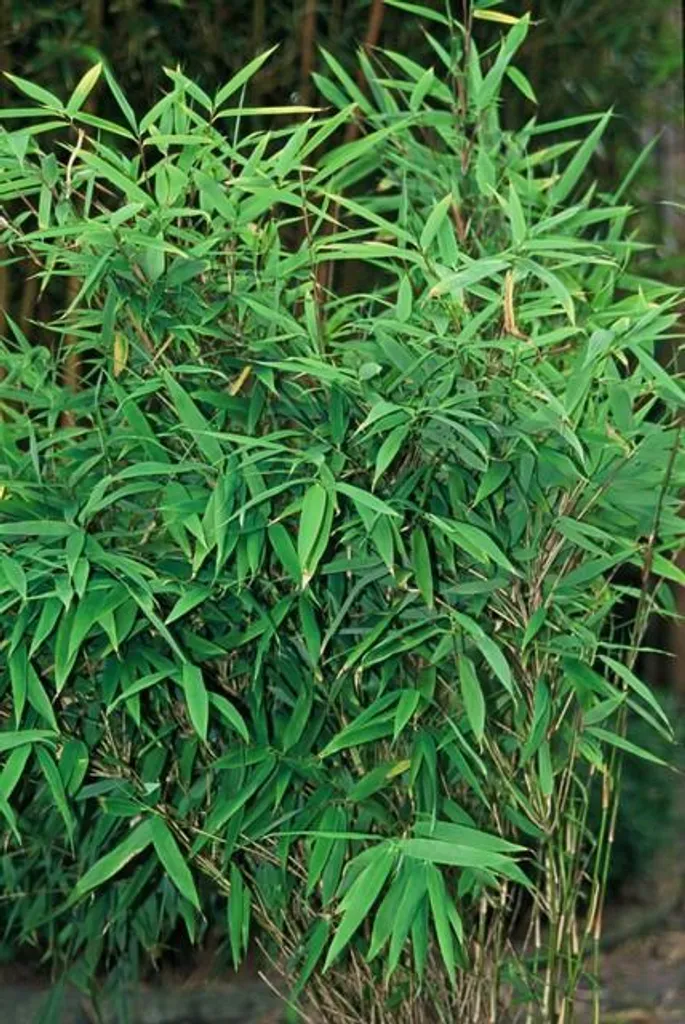 Fargesia rufa bambou rustique et persistant sans rhizome envahissant