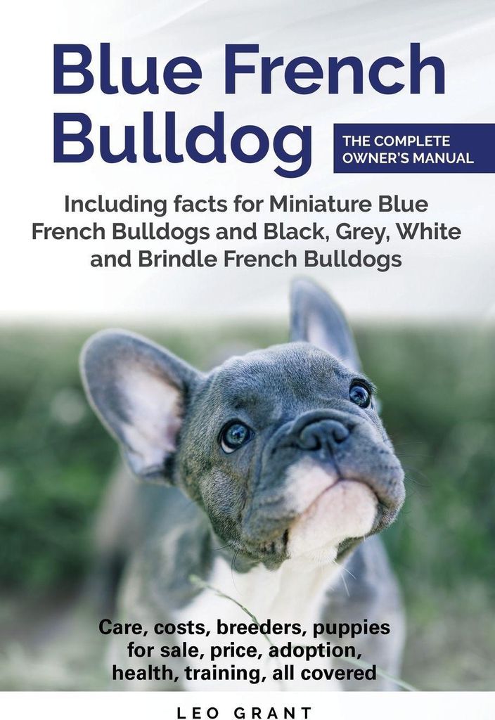 Blue French Bulldog