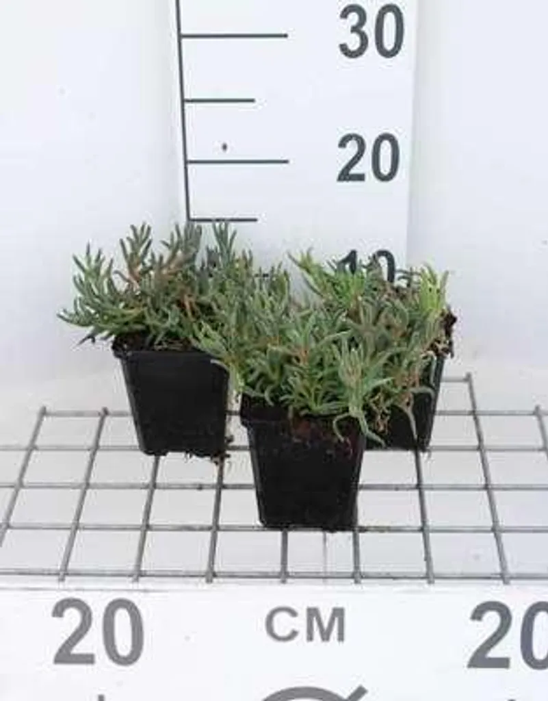 Delosperma cooperi rustique - 6 vivaces fleurs violettes pot 9x9 cm
