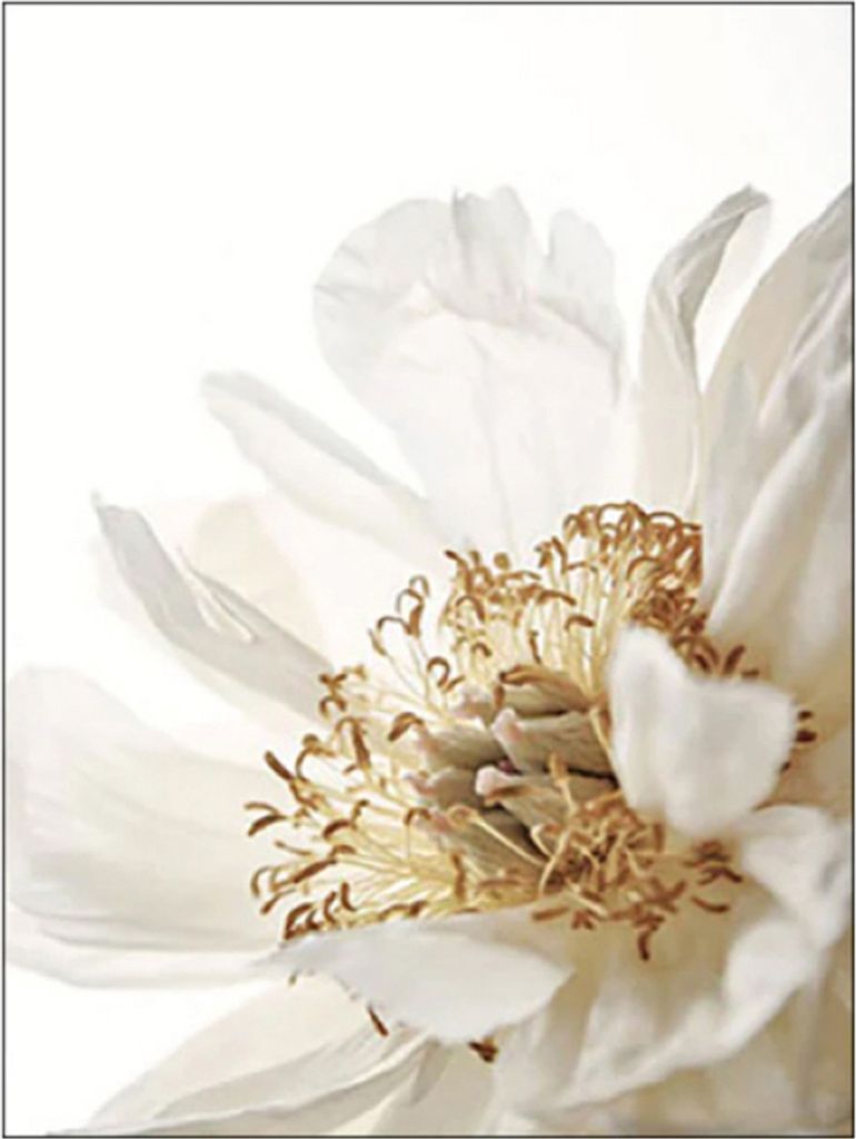 TPFLiving Kunstdruck LW-04 (OHNE RAHMEN) Poster - Leinwand - Wandbild - Hochauflösender Giclée-Druck, langlebig und hochwertig - Blumen, Blätter...