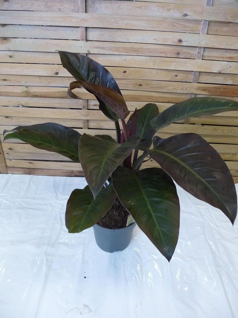 [Palmenlager] XXL Philodendron Imperial Red Beauty 90 cm - Produktbild 