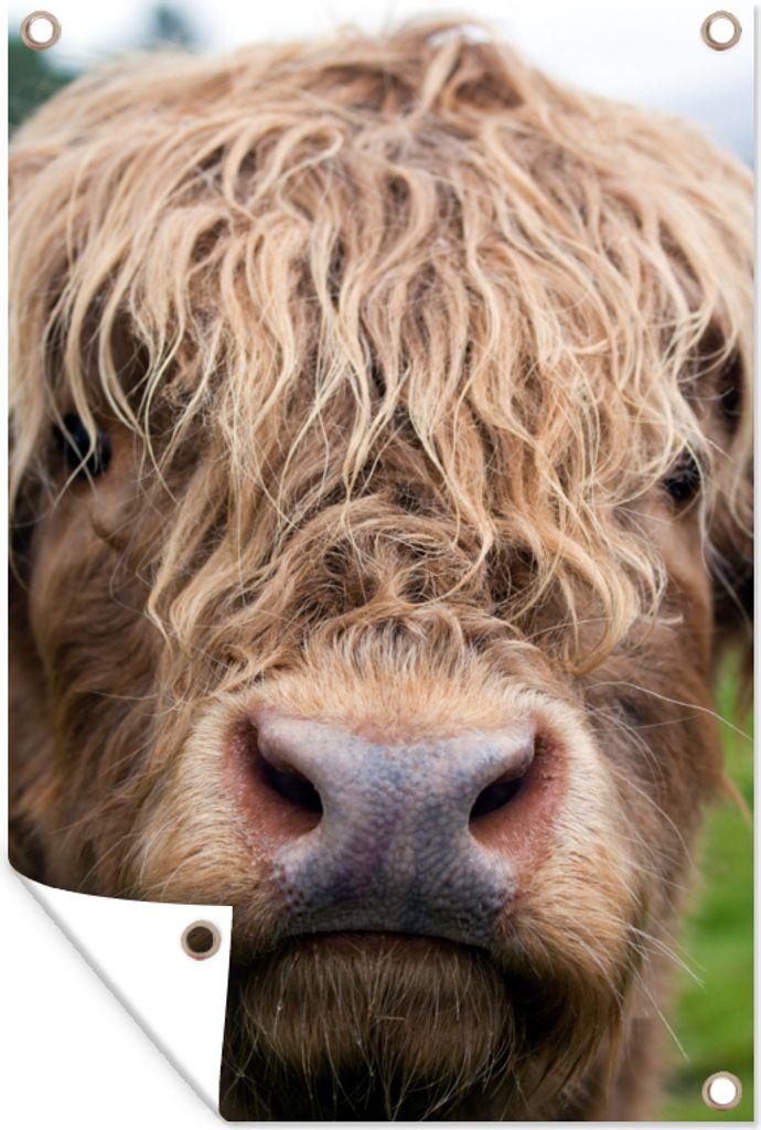MuchoWow 60x90 cm Outdoor-Poster Gartendeko Sichtschutz Garten Poster für den Garten Schottische Highlander - Gras - Wald