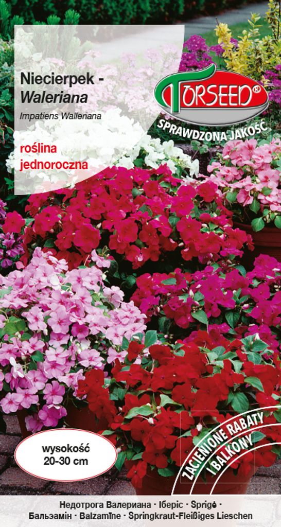Samen von Impatiens Valerian mix - Torseed