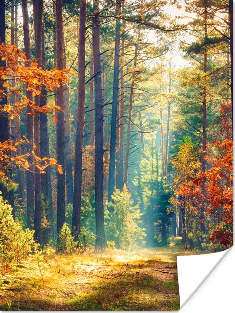 MuchoWow Poster Wald - Sonne - Natur - Herbst 90x120 cm - Wohnzimmer