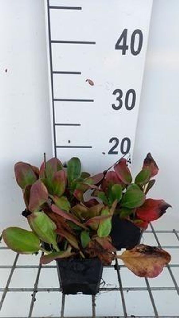 6 x Bergenia hybr. 'Ouverture' - pseudodictamnus - Topf 9 x 9 cm