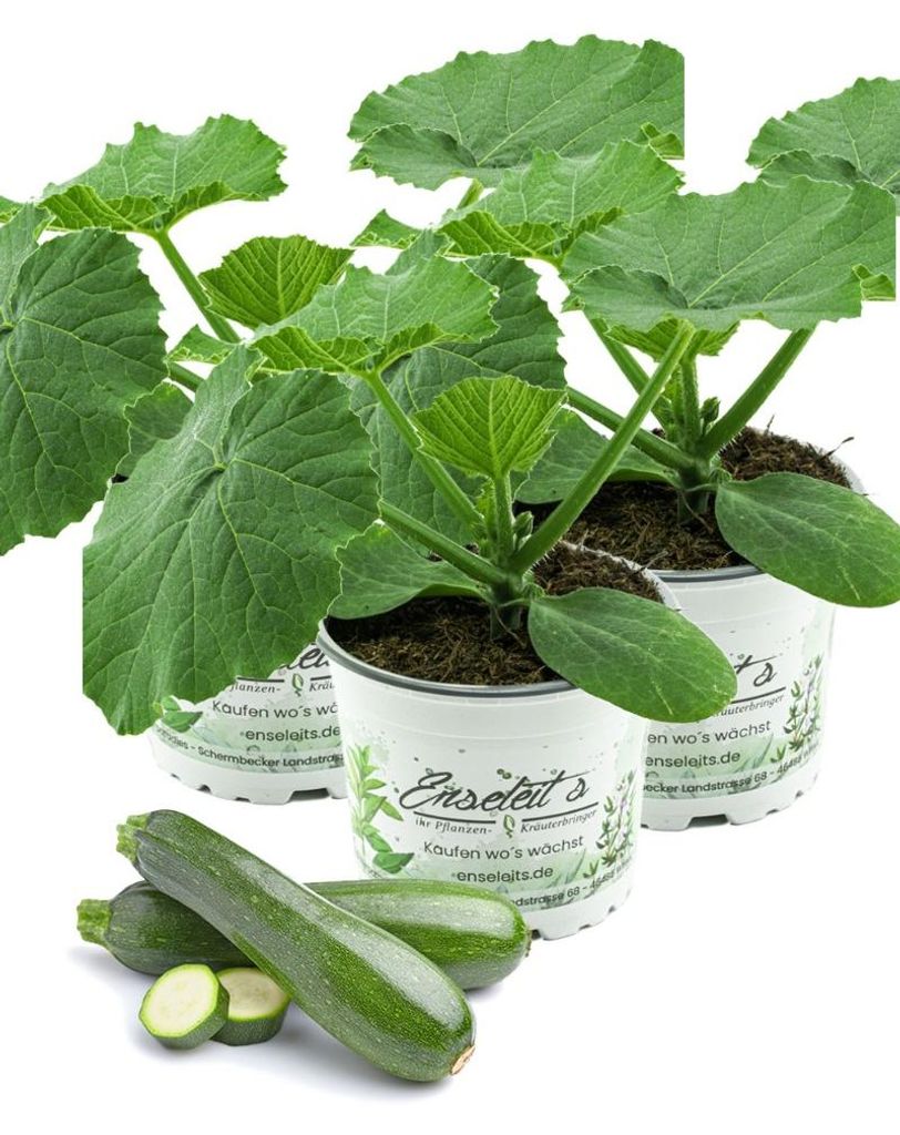 Enseleits 3er Set Zucchini Pflanze grün (Cucurbita pepo), Produktbild 