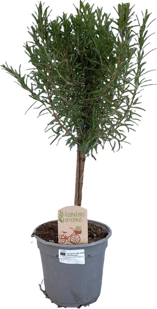 Rozmaryn Rosmarinus officinalis – Ø14 cm – ok. 45 cm Zdjęcie produktu 