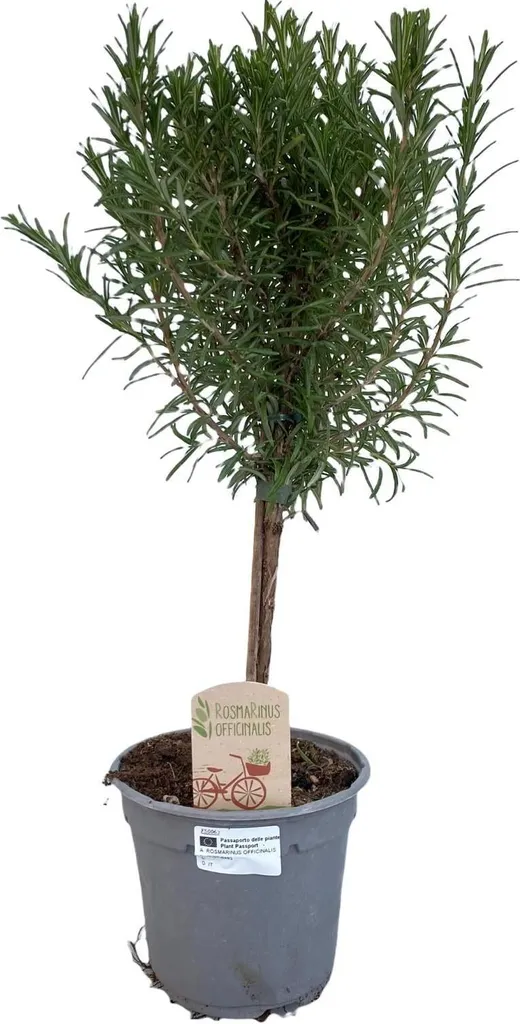 Plante Aromatique Romarin en Pot de 14 cm Hauteur 45 cm pour Cuisine