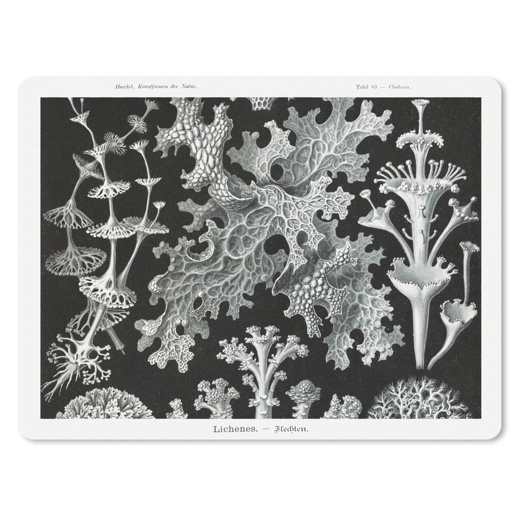 MuchoWow® Mauspad Mousepad Kunst - Koralle - Ernst Haeckel Produktbild 