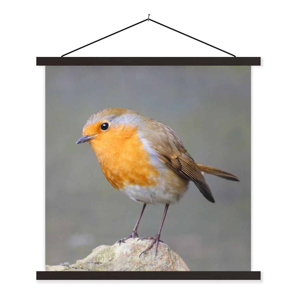 MuchoWow Textilposter Vogel - Rotkehlchen - Felsen 120x120 cm mit schwarzem Rahmen - Aufhängungsset