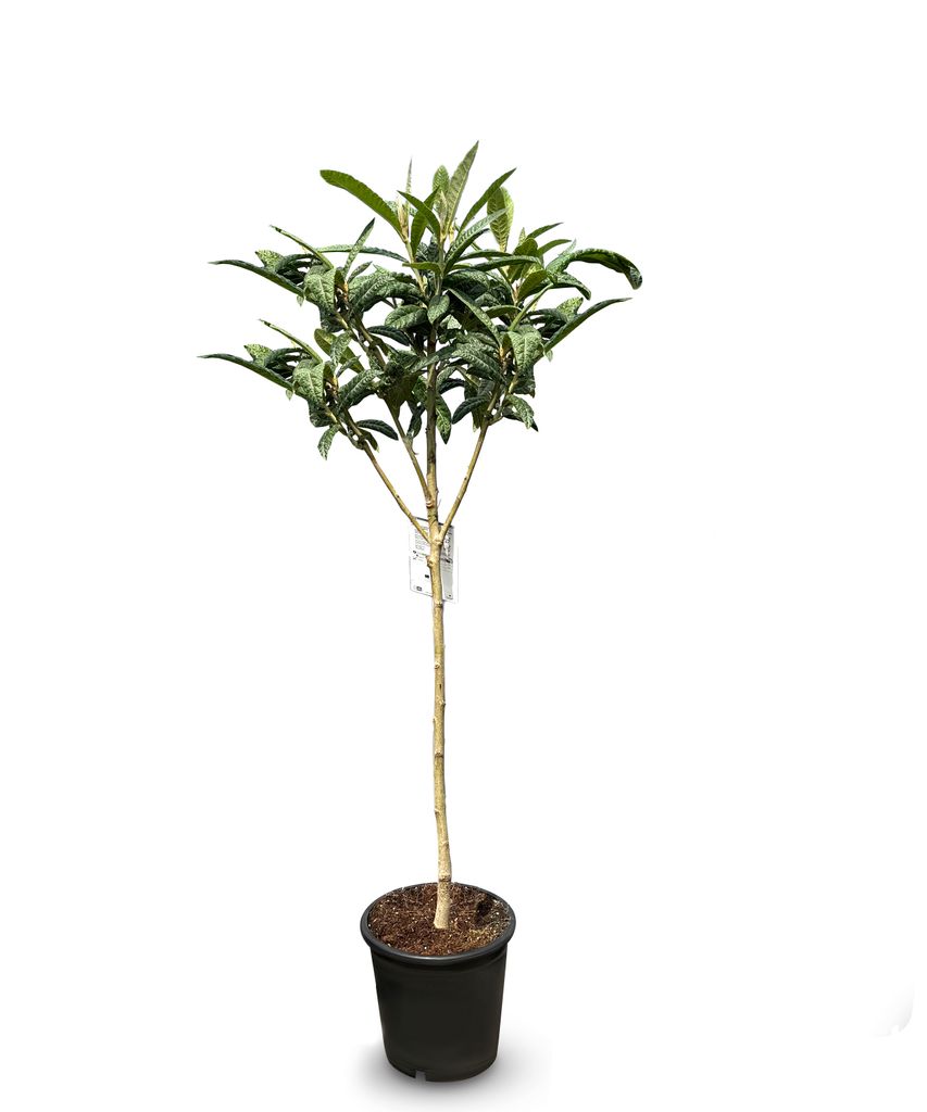 Japoński Wollmispel, Eriobotrya Japonica, Mispel 150cm Zdjęcie produktu 