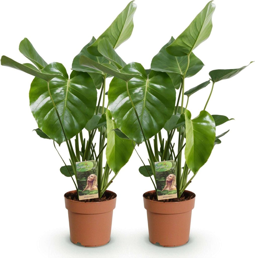 Monstera Deliciosa Fensterblatt Zimmerpflanze 2 Pflanzen 17cm Höhe 50 55cm Deko