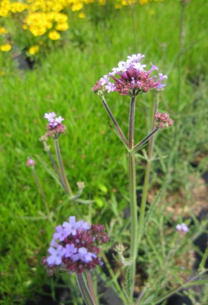 Kleines Patagonisches Eisenkraut Royal Dreams - Verbena bonariensis Royal Dreams