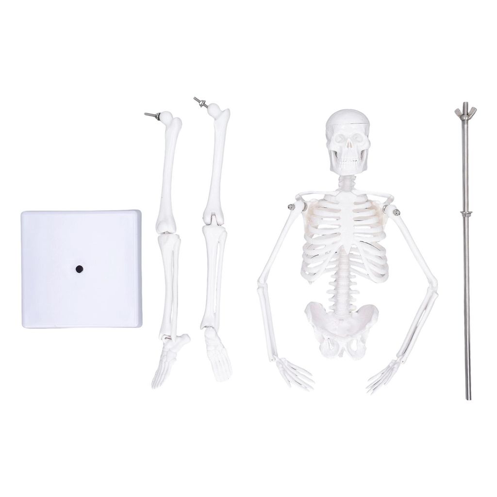 45CM mini model kostry, PVC, kostní struktura lidského těla Obrázek produktu 