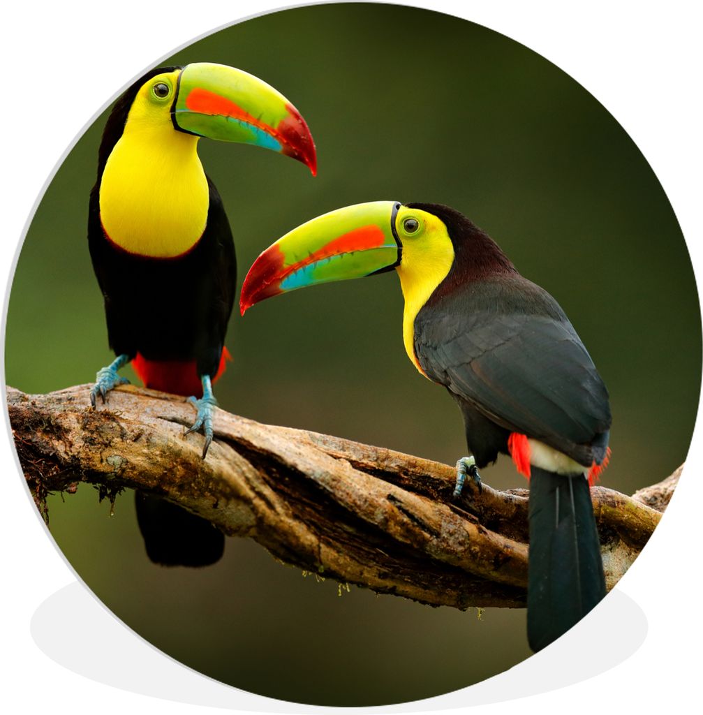 MuchoWow Rundes Wandbild - Runde Bilder Vögel - Tukan - Zweig - Tiere - Regenbogen Ø 30 cm Kreis Wanddekoration Kunststoff - Wandkreis - Wandsc...