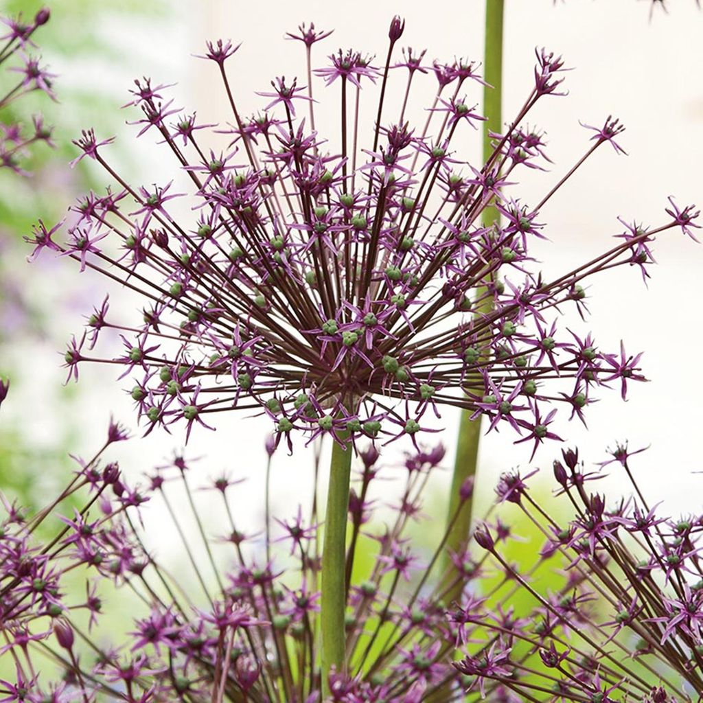 Bulbes à fleurs Oignons Ail d'ornement Allium Toabago 3 Image du produit 