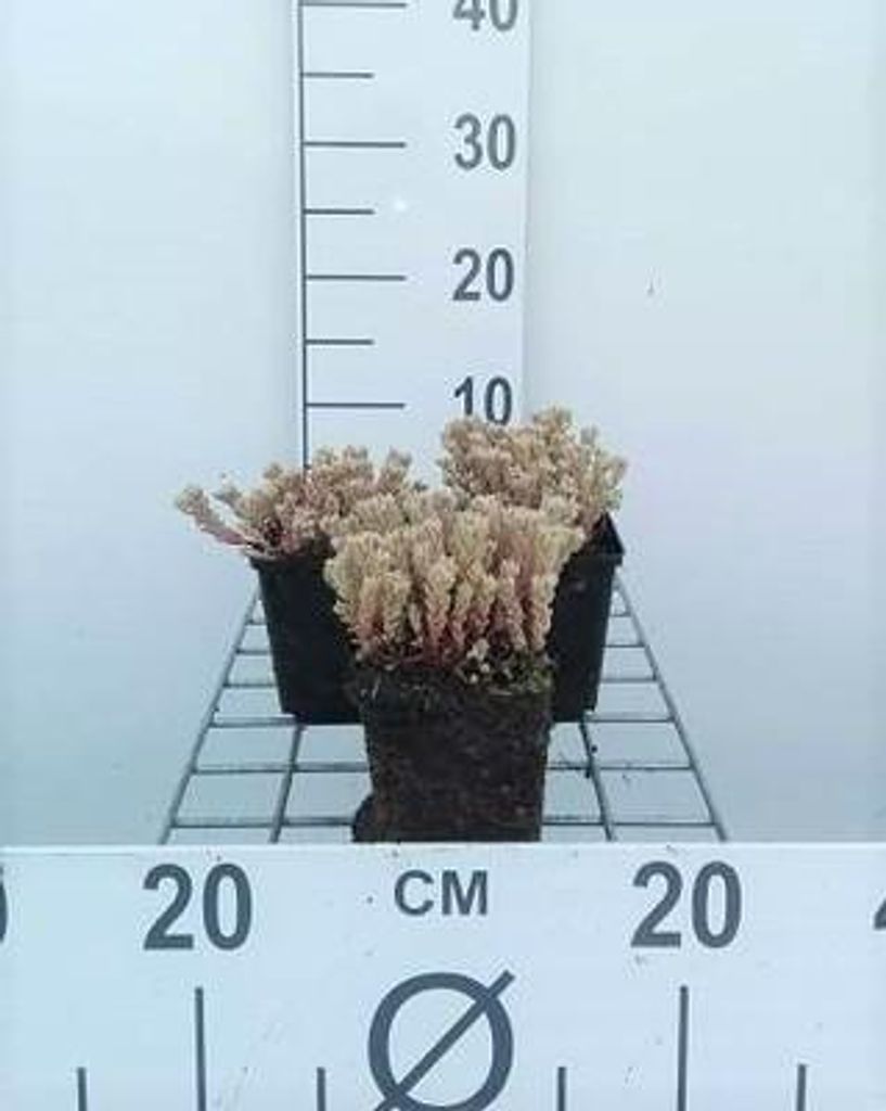 6 x Sedum lydium - Fettblatt - Topf 9 x 9 cm