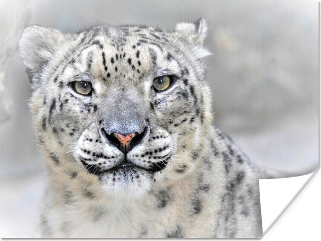 MuchoWow Poster Nahaufnahme eines Schneeleoparden im Winter 120x90 cm - Wandbild