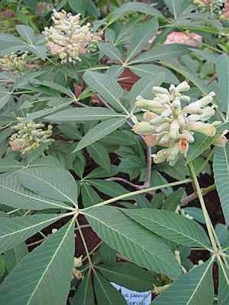Aesculus pavia Purple Spring - Rote Rosskastanie -Zwergkastanie - 40-60cm