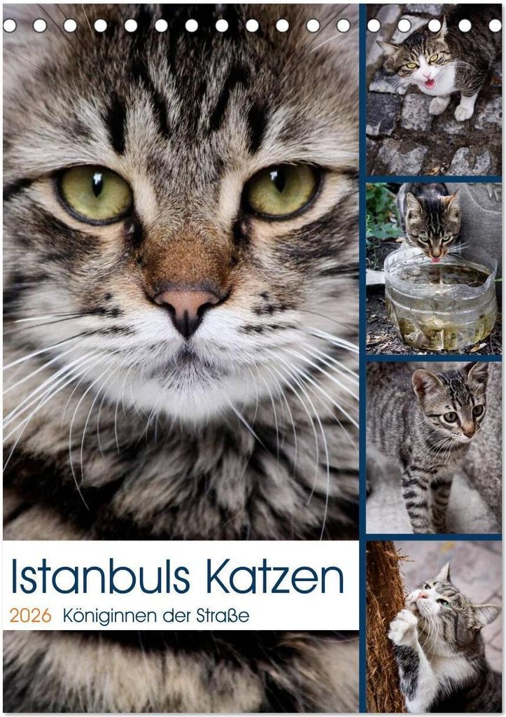 Istanbuls Katzen (Tischkalender 2026 DIN A5 hoch), CALVENDO Monatskalender