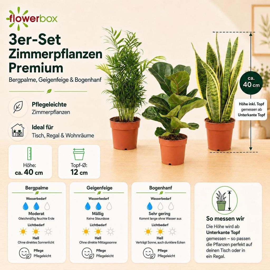 3er-Set pflegeleichte Zimmerpflanzen Premium - pflegeleichte Zimmerpflanze, Bergpalme, Geigenfeige, Bogenhanf - Höhe ca. 40 cm, Topf-Ø 12 cm