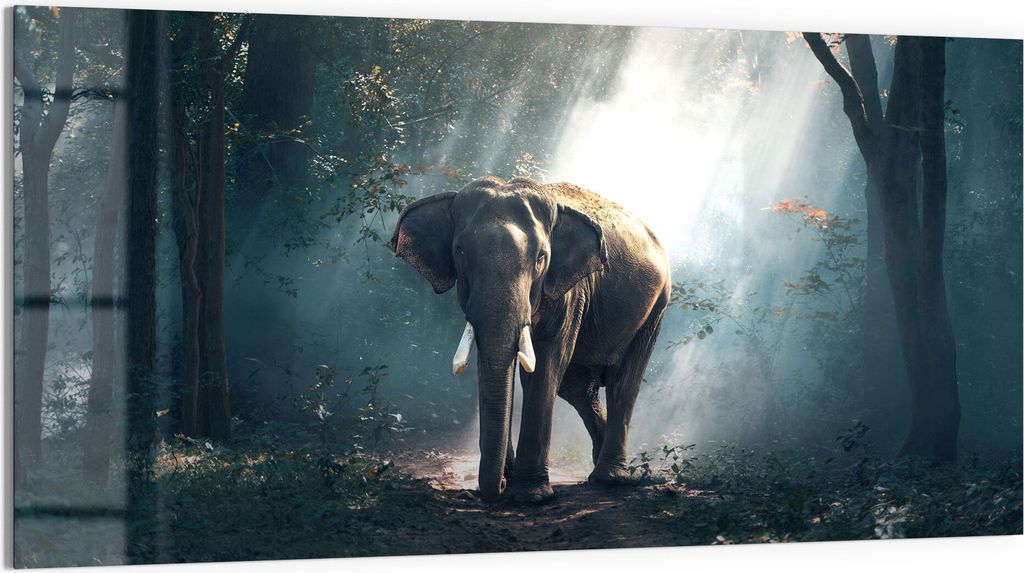 DEQORI Glasbild Echtglas 100x50 cm 'Elefant im Wald' Wandbild Bild modern Deko